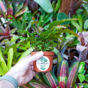 Pteris quadriaurita 'Tricolor'
