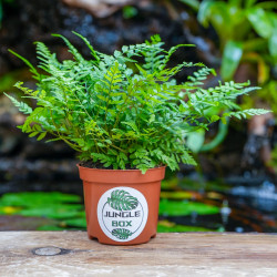 fougère pour terrariums