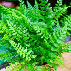 Fern Polystichum tsus-simense