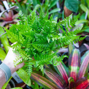 Fern Polystichum tsus-simense