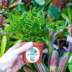 fougère pour terrariums