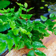 Cyrtomium fortunei clivicolum