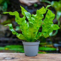 Asplenium nidus 'Crispy Wave'