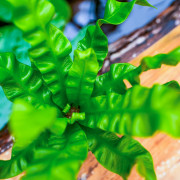 Asplenium nidus 'Crispy Wave'