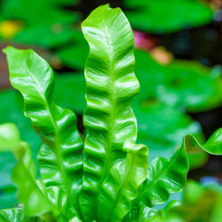 Asplenium nidus 'Crispy Wave'