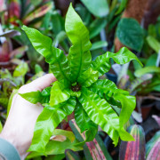 Asplenium nidus 'Crispy Wave'