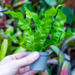 Asplenium nidus 'Crispy Wave'