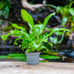 fougère pour terrariums