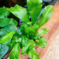 Fougère-Asplenium nidus