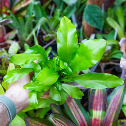 Fern-Asplenium nidus