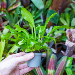 fougère pour terrariums