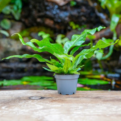Microsorum musifolium 'Crocodyllus' – Crocodile Fern | JungleBox