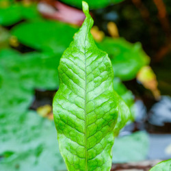 Microsorum musifolium 'Crocodyllus' – Crocodile Fern | JungleBox