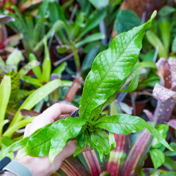 Microsorum musifolium 'Crocodyllus' – Crocodile Fern | JungleBox