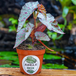Begonia amphioxus x malachosticta