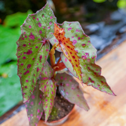 Begonia amphioxus × malachosticta | Rare Collector Begonia | JungleBox