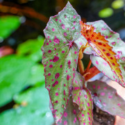 Begonia amphioxus × malachosticta | Rare Collector Begonia | JungleBox