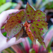 Begonia amphioxus × malachosticta | Rare Collector Begonia | JungleBox