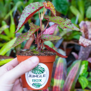 Begonia amphioxus × malachosticta | Rare Collector Begonia | JungleBox