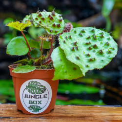Begonia ferox