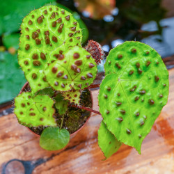 Begonia ferox – Rare Collector Begonia 15 cm | JungleBox