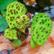 Begonia ferox – Rare Collector Begonia 15 cm | JungleBox