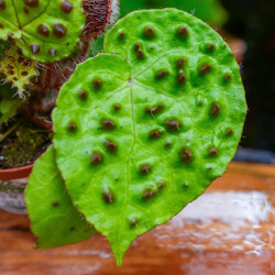 Begonia ferox – Rare Collector Begonia 15 cm | JungleBox