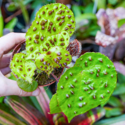 Begonia ferox – Rare Collector Begonia 15 cm | JungleBox