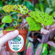 Begonia ferox – Rare Collector Begonia 15 cm | JungleBox