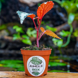 Begonia 'Lucifer'