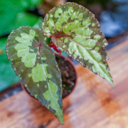 Begonia 'Lucifer'