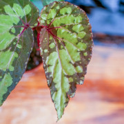 Begonia 'Lucifer'