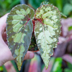 Begonia 'Lucifer'