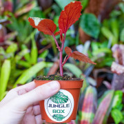 Begonia 'Lucifer'