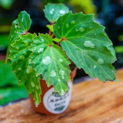 Begonia 'Mantuk'