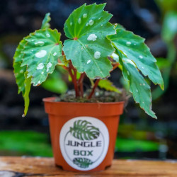 Begonia 'Mantuk'