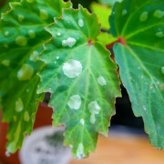 Begonia 'Mantuk'