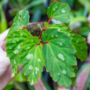 Begonia 'Mantuk'