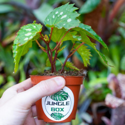 Begonia 'Mantuk'