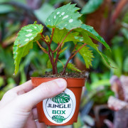 Begonia 'Mantuk'