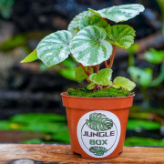 Begonia 'Temuyuk Silver'