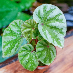Begonia 'Temuyuk Silver'