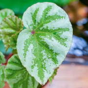 Begonia 'Temuyuk Silver'