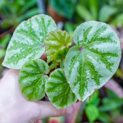 Begonia 'Temuyuk Silver'