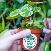 Begonia 'Temuyuk Silver'
