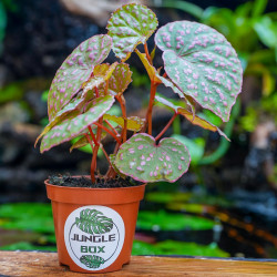 Begonia sp. Muara Wahau