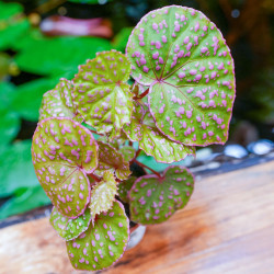 Begonia sp. Muara Wahau