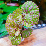 Begonia sp. Muara Wahau