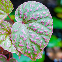 Begonia sp. Muara Wahau