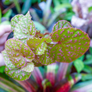Begonia sp. Muara Wahau